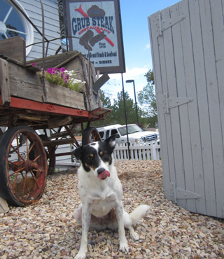 Our Park City Painting Mascot Gracie